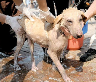 Help Stray Dogs